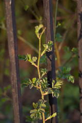 Twigs with young leaves lit by the bright sun