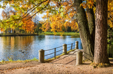 Утки в пруду в Царском Селе Ducks in the pond in Tsarskoye Selo