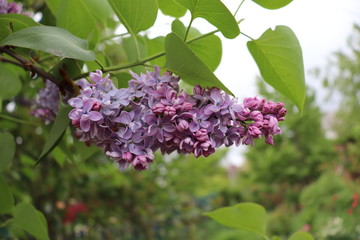 Lilac