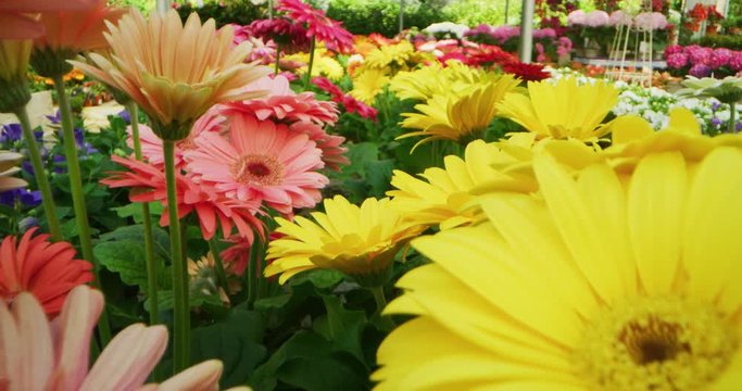 Slow motion alternative angle shot of fresh colorful flowers of gerber daisy of light pink hydrangea in a greenhouse in a sunny day.