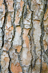 Natural tree bark texture background.