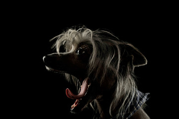Portrait of an adorable Chinese crested dog yawning on black background