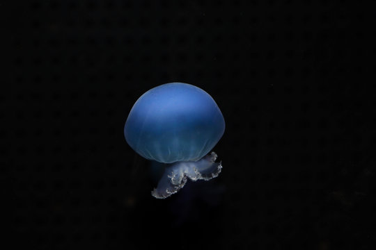 Beautiful blue jellyfish on the ocean floor