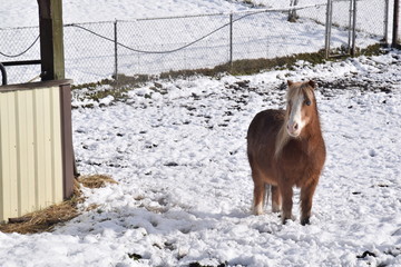 a brown pony standing alone in the snow with the morning sunlight