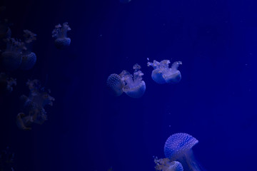 Beautiful blue jellyfish on the ocean floor