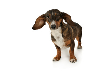 Studio shot of an adorable mixed breed dog with long ears looking funny