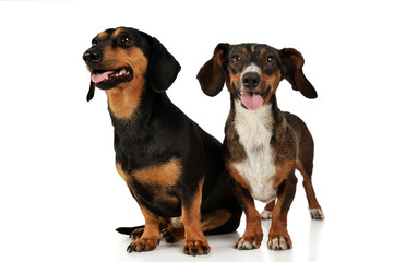 Studio shot of an adorable Dachshund and a mixed breed dog