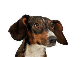 Portrait of an adorable mixed breed dog with long ears looking curiously