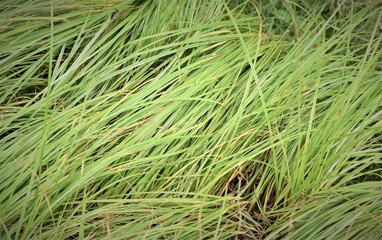 Ophiopogon japonicas (L.f.) Ker-Gawl. as know as Mini Mondo Grass or Snakes Beard