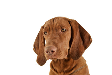 Portrait of an adorable magyar vizsla looking calm