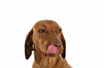 Portrait of an adorable magyar vizsla licking her lips