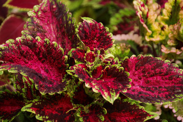Leaves of a  coleus plant or painted nettle in St. Lucia - Lesser Antilles
