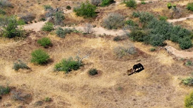 Aerial pull back to reveal wild horse mare and her foal grazing in the desert mountain preserve, ​Scottsdale, Arizona