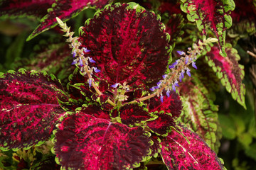 Leaves of a  coleus plant or painted nettle in St. Lucia - Lesser Antilles