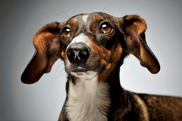 Portrait of an adorable mixed breed dog with long ears looking up curiously