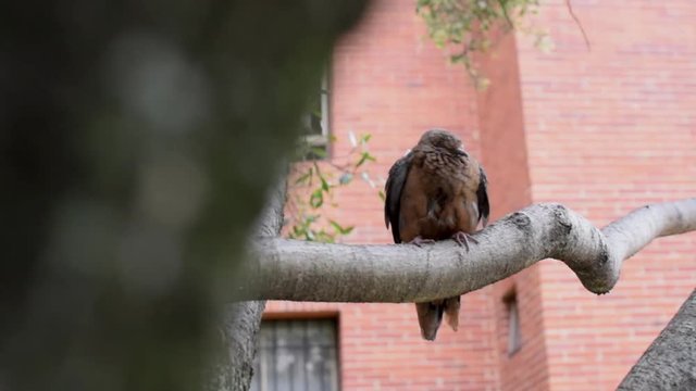 Small pigeon standing on a tree branch