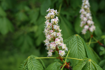 Blossoming chestnut tree in spring closeup. Nature