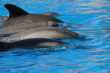  Delfine oder Delphine (Delphinidae) schwimmen im Wasser
