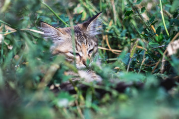 Gray cat lies in the green grass