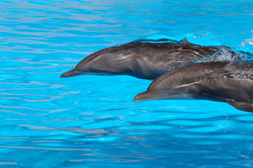 Naklejka premium Delfine oder Delphine (Delphinidae) schwimmen im Wasser