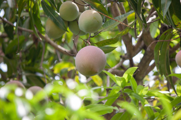 Closeup Mango fruit on tree in the garden isolated on white background.