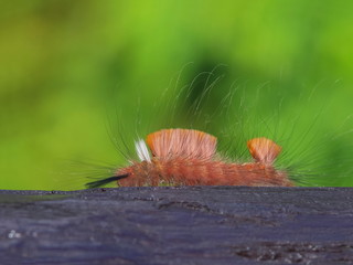 Close-up a worm climbing on weed ground with green nature blurred background.