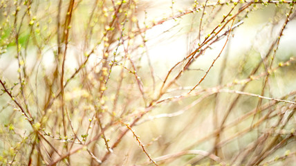 spring branches on a tree with  swollen buds and small green leaves, selective focus, bokeh, soviet lens Helios 44-2