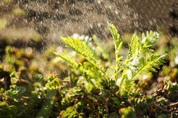 spring branches on a tree with swollen buds and small green leaves, selective focus, bokeh, soviet lens Helios 44-2