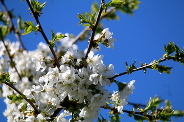 Kirschblüte