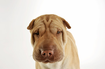 Portrait of an adorable Shar pei looking curiously at the camera