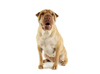 Studio shot of an adorable Shar pei sitting and looking curiously at the camera
