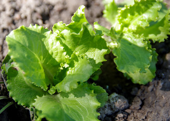 Close up green salad vegetables farming