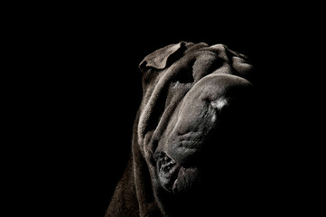 Portrait of an adorable Shar pei looking curiously at the camera