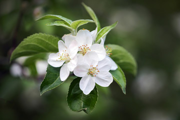 Blossoming apple tree twig