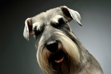Portrait of an adorable Schnauzer looking curiously at the camera
