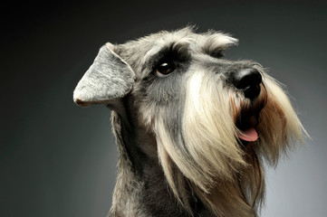 Portrait of an adorable Schnauzer looking up curiously