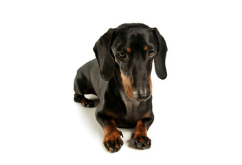 Obraz premium Studio shot of an adorable black and tan short haired Dachshund looking sad