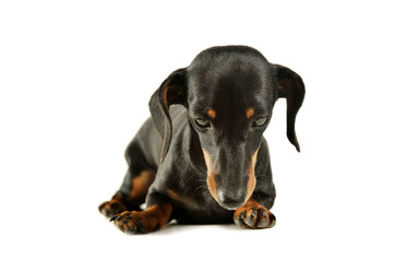 Obraz premium Studio shot of an adorable black and tan short haired Dachshund looking sad