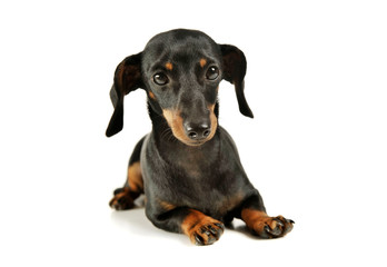 Studio shot of an adorable black and tan short haired Dachshund looking curiously at the camera