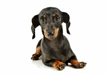 Fototapeta premium Studio shot of an adorable black and tan short haired Dachshund looking curiously at the camera