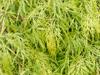 Acer palmatum dissectum flavescens. Erable vert du japon à feuilles  laciniées