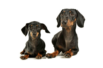 Studio shot of an adorable black and tan short haired Dachshund looking curiously at the camera