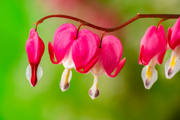 garden flower - Lamprocapnos spectabilis - bleeding heart close up