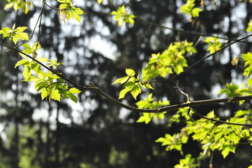 green leaves of tree in spring