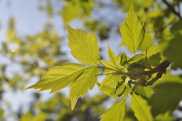 green leaves of a tree in spring