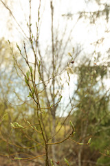Spring blossom