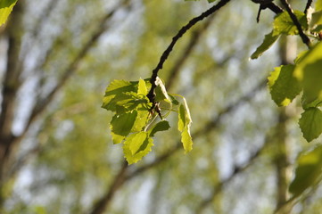 branch with leaves