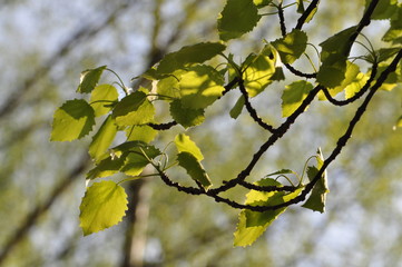leaves of a tree