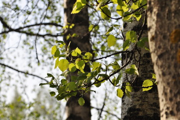 tree in spring