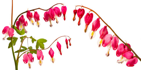 garden flower - Lamprocapnos spectabilis - bleeding heart isolated on a white background